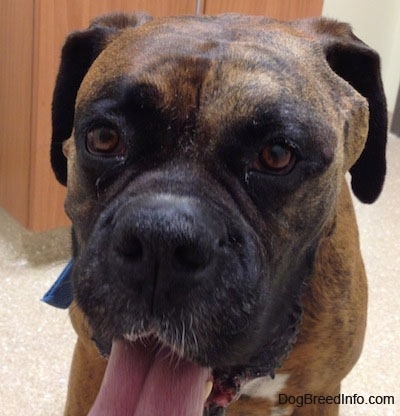 Close Up - Bruno the Boxer after the stitches are removed with his mouth open and tongue out
