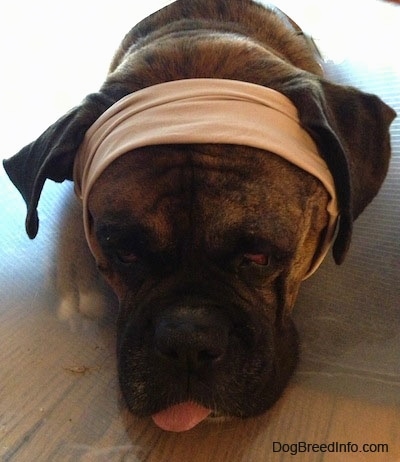 Bruno the Boxer laying down with a wrap around his head and a plastic hoodie around his neck with his tongue sticking out