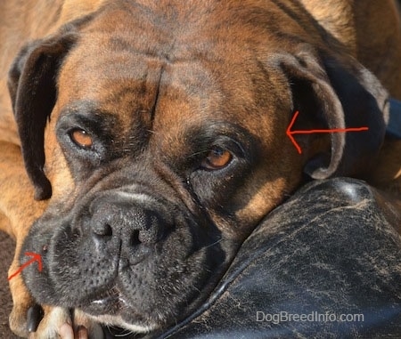 Arrow pointing to the wart on Bruno the Boxers face and An Arrow pointing to the lump on the side of Brunos head
