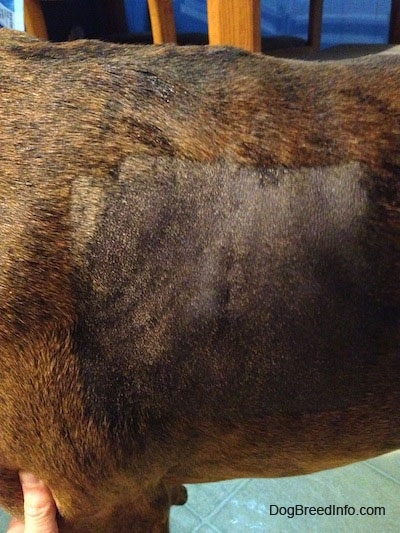 Shaved area on Bruno the Boxers left side