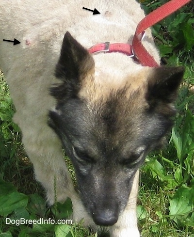 Two Black Arrows pointing to the lumps that are mast sell tumors on the Norwegian Elkhound's shaved back