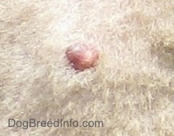 Close Up - A pink protruding lump on the body of a Norwegian Elkhound