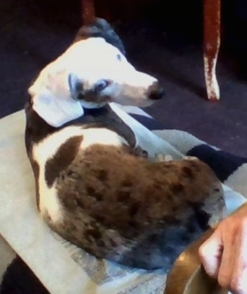 Bentley the white, brown and black Mini Dachshund is laying on a dog bed next to a couch