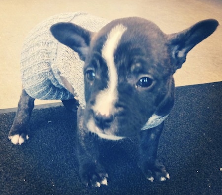 A small black brindle Miniature French Bulldog Terrier puppy is standing on a black carpet and it is wearing a tan sweater and looking to the left.