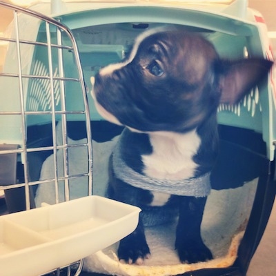 A black brindle Miniature French Bulldog Terrier puppy is sitting inside of a crate looking to the left out of the open door.