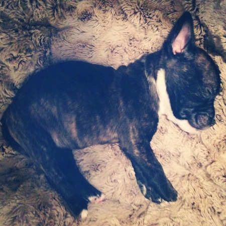 A black brindle Miniature French Bull Terrier puppy is sleeping on its left side on a furry brown rug.