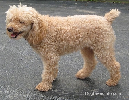 Side view - A tan Miniature Poodle dog is walking across a blacktop surface. Its mouth is open and its tongue is out.
