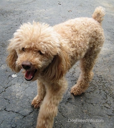A tan Miniature Poodle is walking down a black top surface. Its mouth is wide open. It sort of looks like it is beginning to yawn.