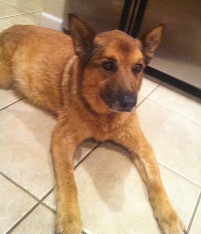 A large breed, perk-eared, tan German Shepherd/Queensland Heeler/Chow Chow mix is laying on a white tiled floor with a refridgerator behind it.