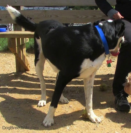 A black with white Saint Bernard/Schipperke/Weimaraner is standing in front of a bench a person is sitting on and looking back at the person on the bench.