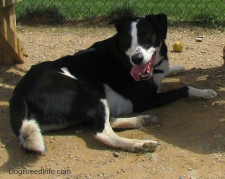 Back side view - A panting, black with white Saint Bernard/Schipperke/Weimaraner mix breed dog is laying in dirt looking behind itself. There is a green Tennis ball near it.
