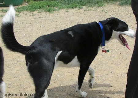 A panting black with white Saint Bernard/Schipperke/Weimaraner mix breed dog is walking up dirt.