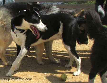A black with white Saint Bernard/Schipperke/Weimaraner mix breed dog is standing in a circle of dogs. Next to it is a tennis ball.