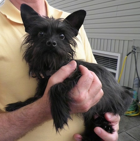 A person in a yellow shirt is holding a black Chihuahua mix outside next to a house. The dog has long shaggy hair and perk ears.