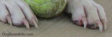 Close up - The front paws of a dog with white nails where you can see the pink inside of them where the quick is. There is a tennis ball in between the dog's feet.