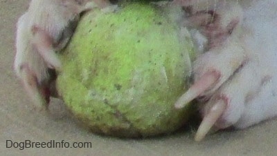 Close up - A dogs front paws are on a tennis ball. The dogs nails are clear where you can see the pink in them.