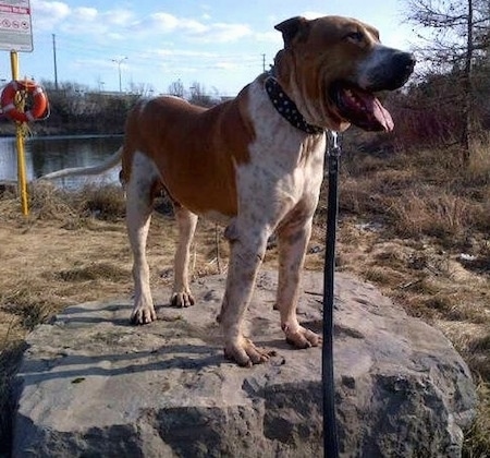 Front side view - A brown and white Pakistani Mastiff is standing on a large  rock looking to the right. Its mouth is open and tongue is out. Behind it is a small body of water.