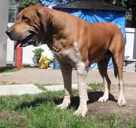 Front side view from down low looking straight at the dog - A brown with white Pakistani Mastiff is standing in a dirt patch surrounded by grass with a sidewalk behind it. It is looking to the left. Its mouth is open and tongue is out. It has extra skin around its mouth and neck.