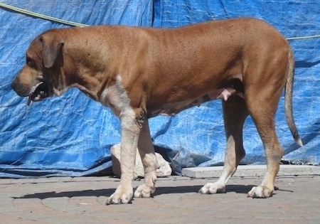 Left Profile - A brown with white Pakistani Mastiff is standing on a concrete surface in front of a blue tarp. Its mouth is open and its tongue is out.