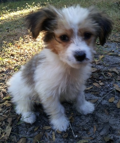 A white with brown and black Papitese puppy is sitting on dirt and there are leaves all around it. It is looking forward and its left ear is lifting up.
