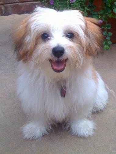 Front view - A happy looking, white with brown Papitese puppy is sitting on a concrete surface looking forward. Its mouth is open and tongue is out. It looks like a stuffed toy. The dog has a long white coat with tan black tipped ears.
