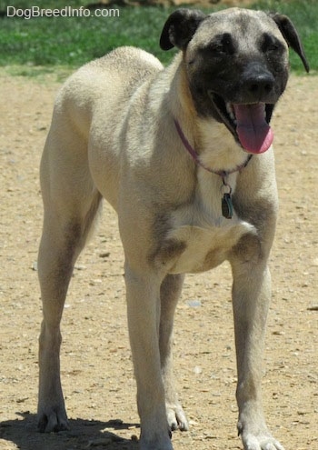 Front side view - A panting, smiling, tan with black Patterdale Shepherd dog is standing on dirt and it is looking forward.