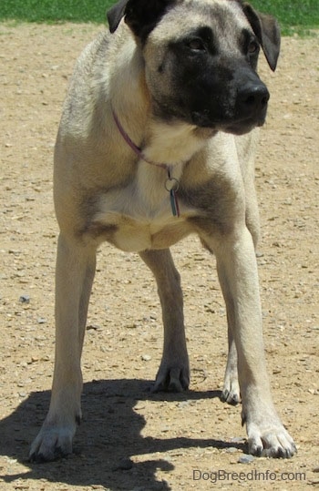 Close up front view - A tan with black Patterdale Shepherd dog is standing in dirt looking to the right.