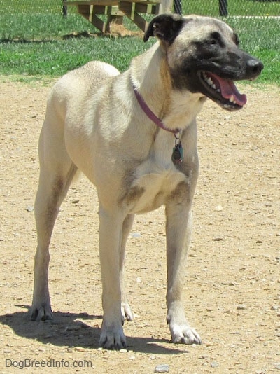 Front side view - A tan with black Patterdale Shepherd dog is looking to the right. Its mouth is open and tongue is out.
