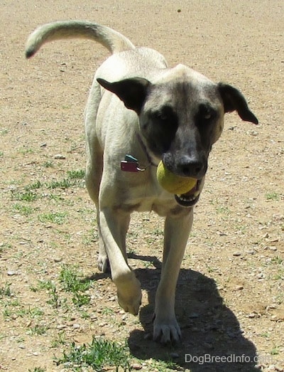 Front view action shot - A tan with black Patterdale Shepherd dog is running across dirt with a tennis ball in its mouth.