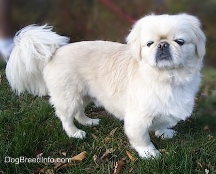 The right side of a white Pekingese standing in grass and it is looking forward. It has longer hair on its tail and its coat looks soft.