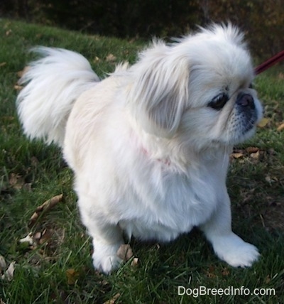 Front view - A tan with white Pekingese dog is laying outside in grass and it is looking to the right.
