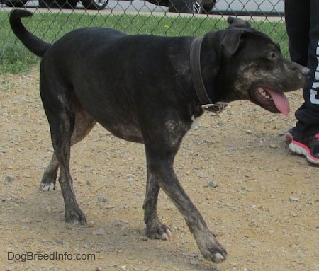 Front side view - A black with tan and white Pit Heeler dog is walking across a dirt surface. Its mouth is open and tongue is out and tail is level with its body. There is a person standing behind it.