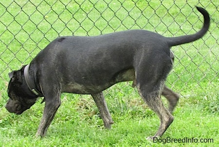 A black with tan and white Pit Heeler dog is sniffing the grass along a chainlink fence.