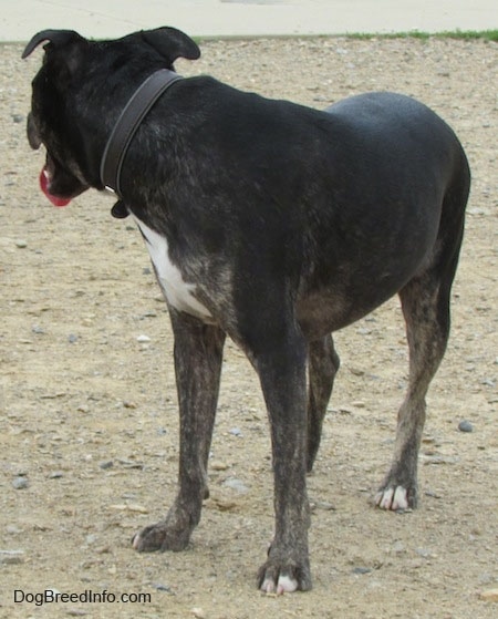 Front view - A black with tan and white Pit Heeler dog is standing in dirt and it is looking behind itself. Its mouth is open and tongue is out.
