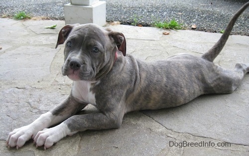 The front left side of a blue-nose brindle American Pitbull Terrier puppy that is laying down across a stone porch and its head is slightly tilted to the right.