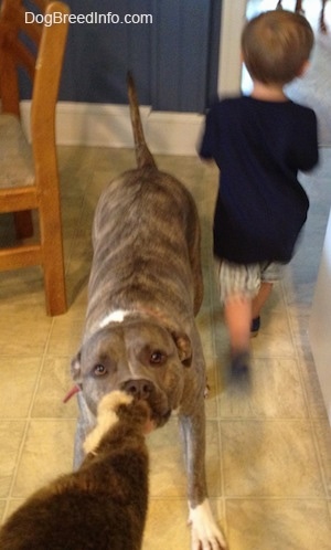 A blue-nose Brindle Pit Bull Terrier is standing on a tiled floor and he is having a tug of war with a person. There is a young boy walking out of the room next to the dog.