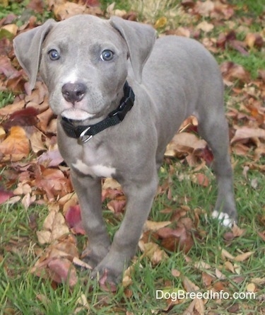 The front left side of a gray with white blue nose Pit Bull Terrier puppy that is standing on grass riddled with leaves