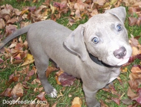 The front right side of a gray with white blue nose Pit Bull Terrier puppy that is standing on grass and it is looking up