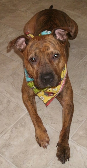 A brown Pit Bull Terrier islaying on a tiled floor and it is wearing a bandana.