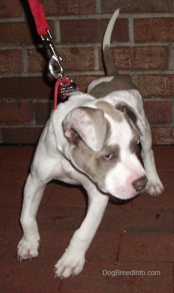 A gray and white Pit Bull Terrier Puppy is standing on a brick sidewalk, it is pulling to the right and its tail up