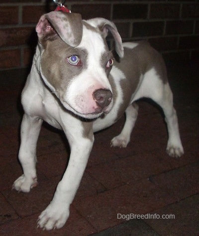 The front left side of a gray and white Pit Bull Terrier Puppy that is standing on a brick surface and it is looking to the right.