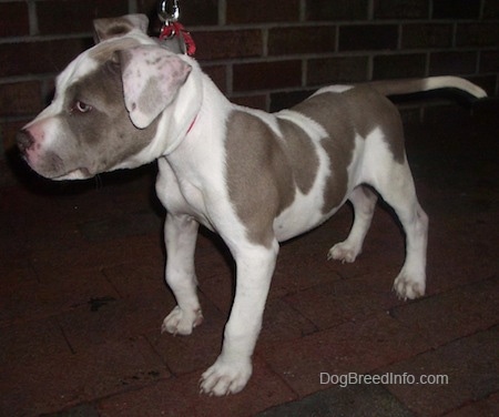 The front left side of a gray and white Pit Bull Terrier puppy that is  standing across a brick sidewalk
