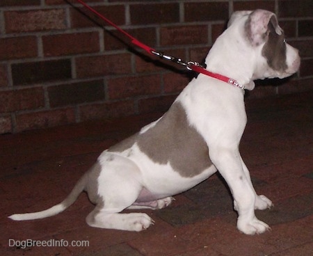 The right side of a gray and white Pit Bull Terrier puppy that is sitting on a brick sidewalk with a leash on and it is looking to the right.