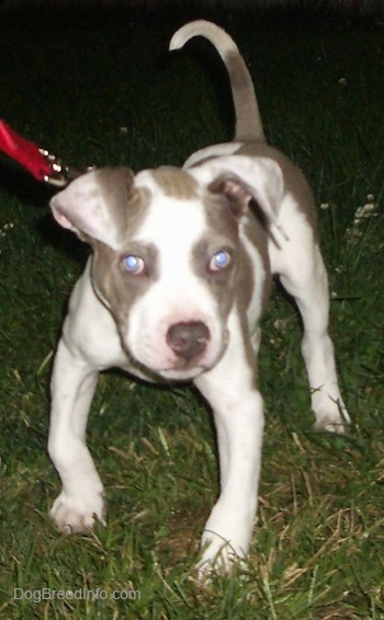 A gray and white Pit Bull Terrier Puppy is standing on grass with its tail up and front legs bowed out