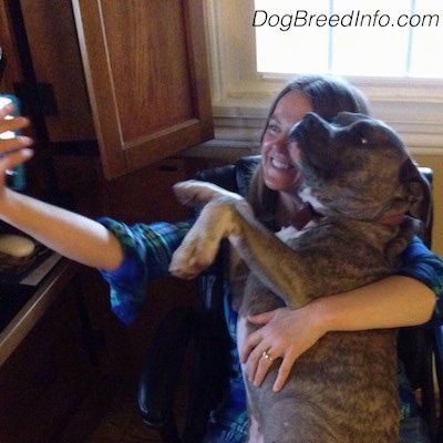 The left side of a blue-nose brindle Pit Bull puppy that is taking a selfie in a chair with its owner