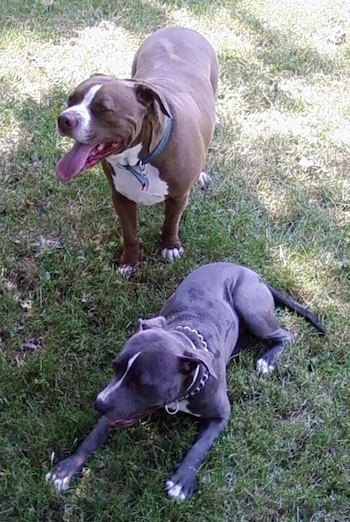 Two Pit Bulls, a red-nose and a blue-nose, are standing and laying in a field. They both are looking to the left and they both are panting.