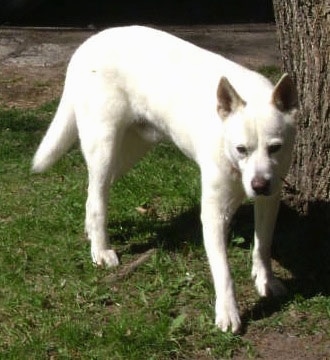 Front side view - A perk-eared, white with tan Pitsky is standing in grass next to a tree and its head is level with its body and tail is being held low.