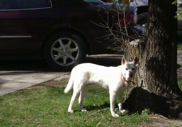 Left Profile - A shhort haired, perk eared, white with tan Pitsky is standing in grass next to a large tree looking forward. There is a black car parked behind it.