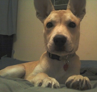 Close up front view - A perk-eared, short-haired, tan with white Pitsky puppy is laying on a bed looking forward.