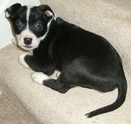 Back side view - The back of a rose-eared, short-haired, black with white Pitsky puppy is laying on a tan carpeted step looking forward.
